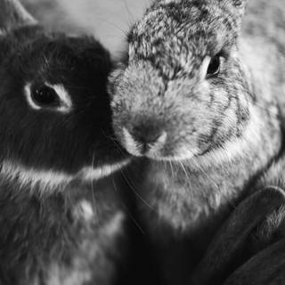 Bunny iPhone wallpaper