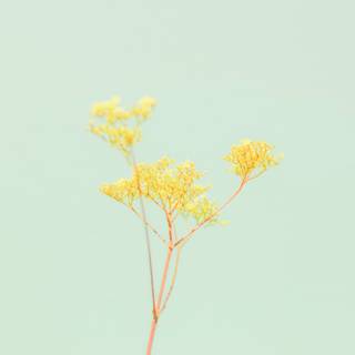 Phone yellow wallpaper