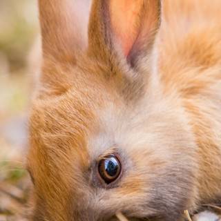 Bunny iPhone wallpaper