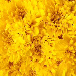 Phone yellow wallpaper