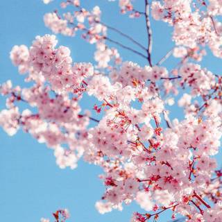 Sakura tree iPhone wallpaper