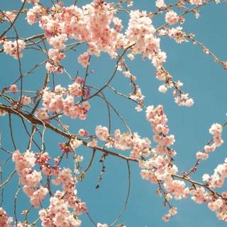 Sakura tree iPhone wallpaper
