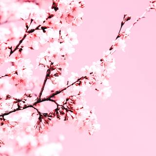 Sakura tree iPhone wallpaper