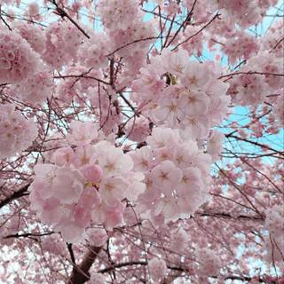 Sakura tree iPhone wallpaper