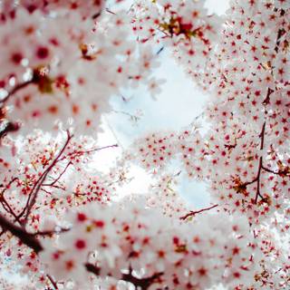 Sakura tree iPhone wallpaper