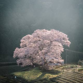 Sakura tree iPhone wallpaper