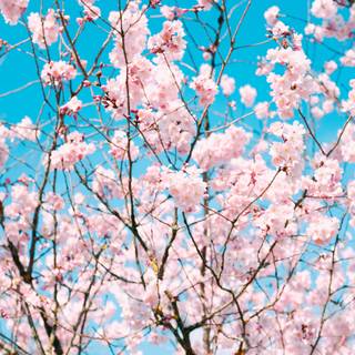 Sakura tree iPhone wallpaper
