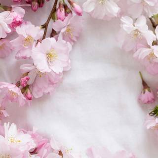 Sakura tree iPhone wallpaper
