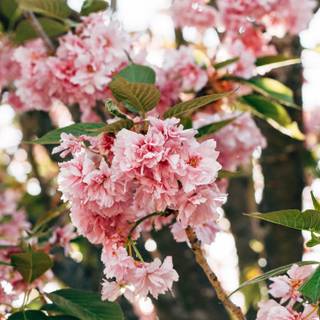 Sakura tree iPhone wallpaper