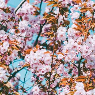 Sakura tree iPhone wallpaper