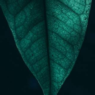 iPhone 4k Whatsapp wallpaper