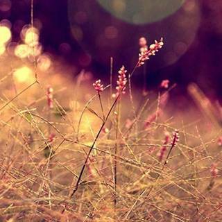 iPhone 4k Whatsapp wallpaper