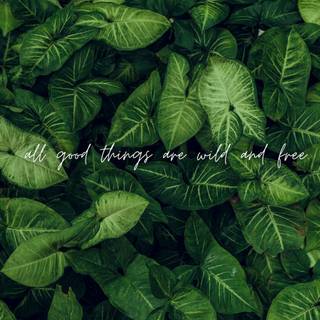 Green desktop aesthetic wallpaper