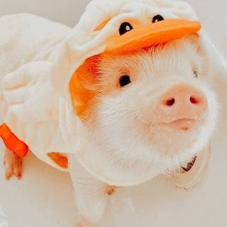 Preppy pig wallpaper