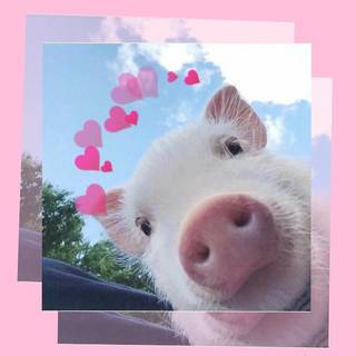 Preppy pig wallpaper