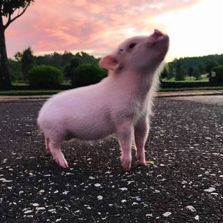 Preppy pig wallpaper