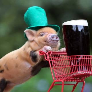 Preppy pig wallpaper