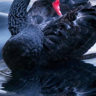 Black Swan phone wallpaper