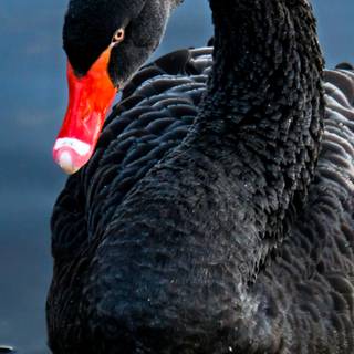 Black Swan phone wallpaper