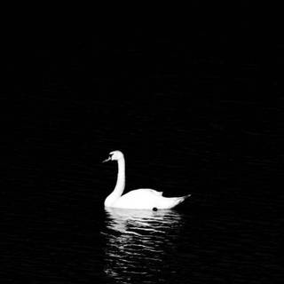 White and black swan wallpaper