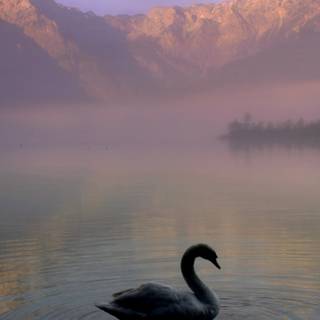 Black Swan phone wallpaper