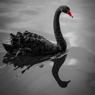 Black Swan phone wallpaper