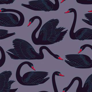 Black Swan phone wallpaper