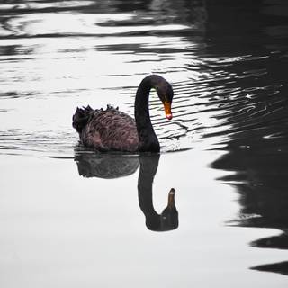 Black Swan phone wallpaper