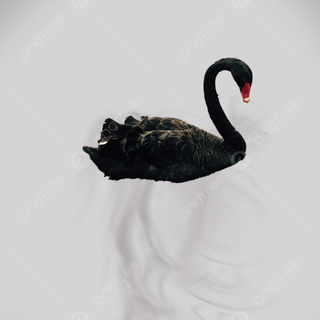 White and black swan wallpaper