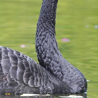 Black Swan phone wallpaper