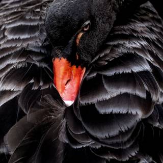 Black Swan phone wallpaper
