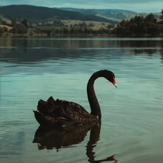 Black Swan phone wallpaper