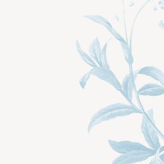 Baby blue iPhone wallpaper