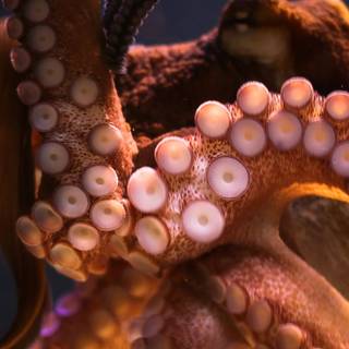 Octopus phone wallpaper