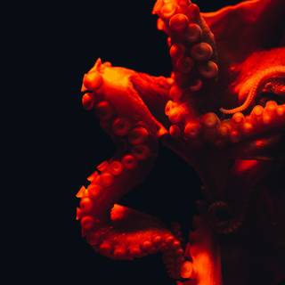 Octopus phone wallpaper
