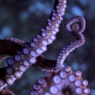 Octopus phone wallpaper