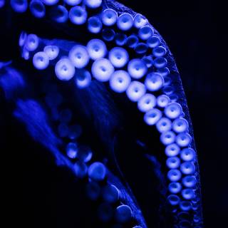 Octopus phone wallpaper