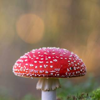 Mushrooms phone wallpaper