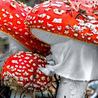 Mushrooms phone wallpaper