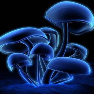 Indie mushroom wallpaper
