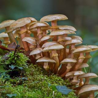 Mushrooms phone wallpaper