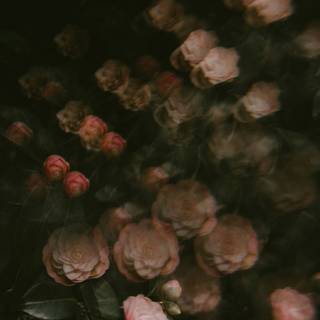 iPhone XS Pro Max wallpaper