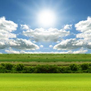 Grass iPhone wallpaper