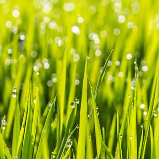 Grass iPhone wallpaper