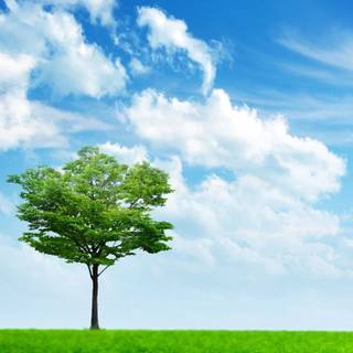 Grass iPhone wallpaper