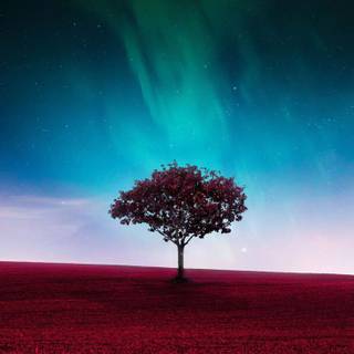 Grass iPhone wallpaper