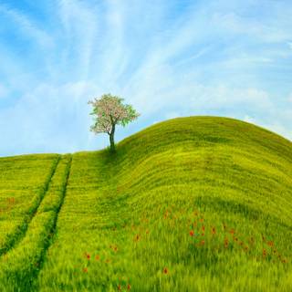 Grass iPhone wallpaper