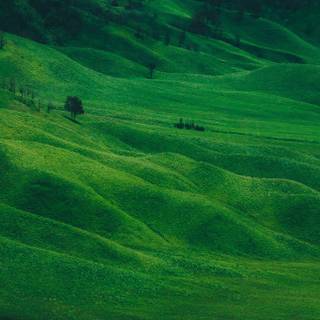 Grass iPhone wallpaper