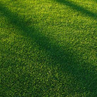 Grass iPhone wallpaper