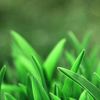 Grass iPhone wallpaper